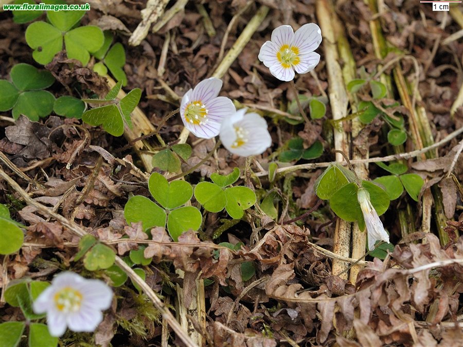 Oxalis acetosella