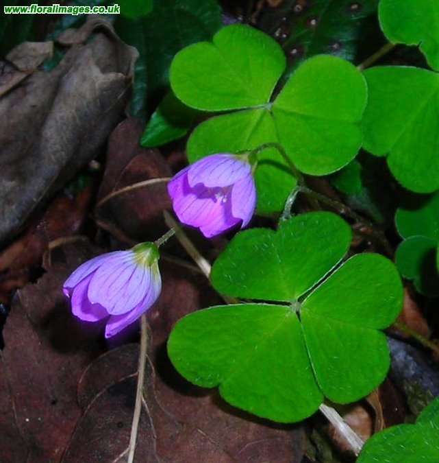 Oxalis acetosella