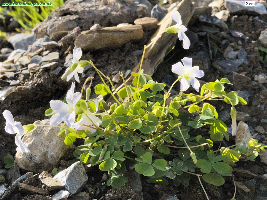 Oxalis incarnata