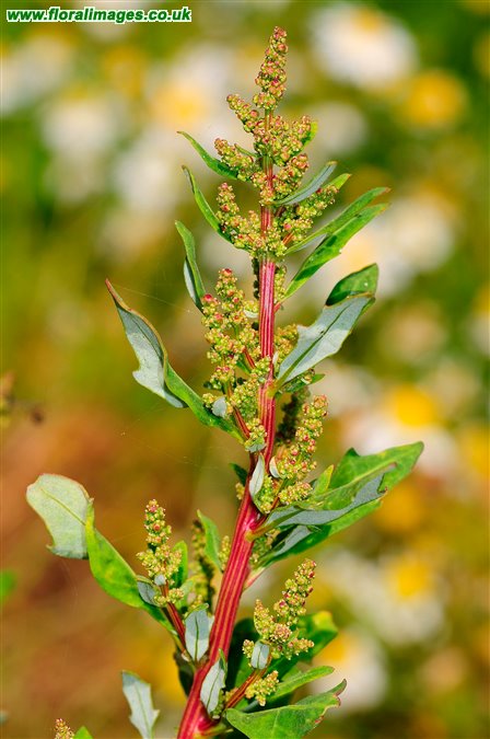 Oxybasis glauca