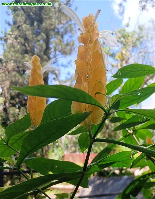Pachystachus lutea
