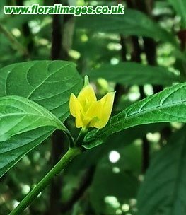 Pachystachys lutea
