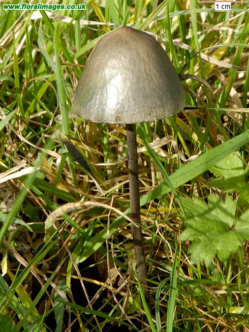 Panaeolus papilionaceus