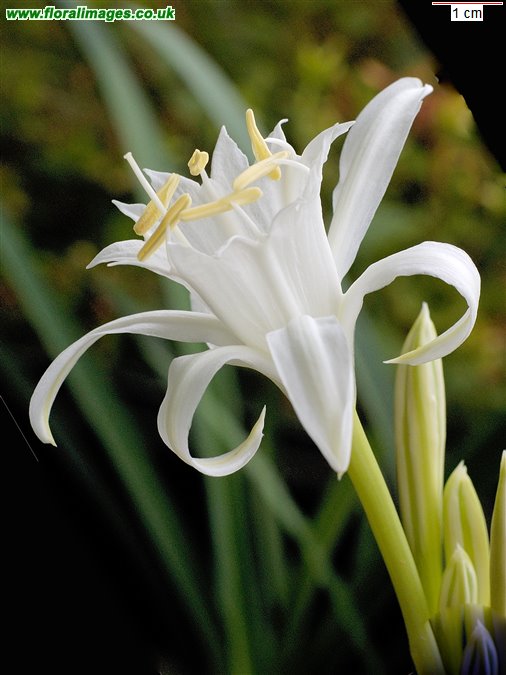 Pancratium maritimum