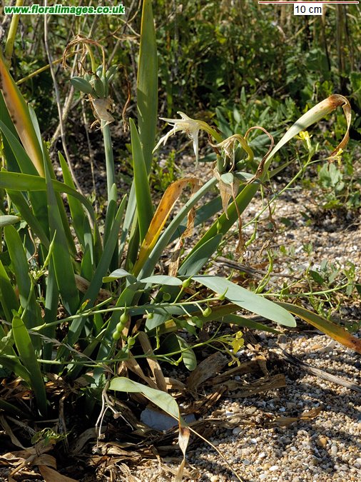 Pancratium maritimum
