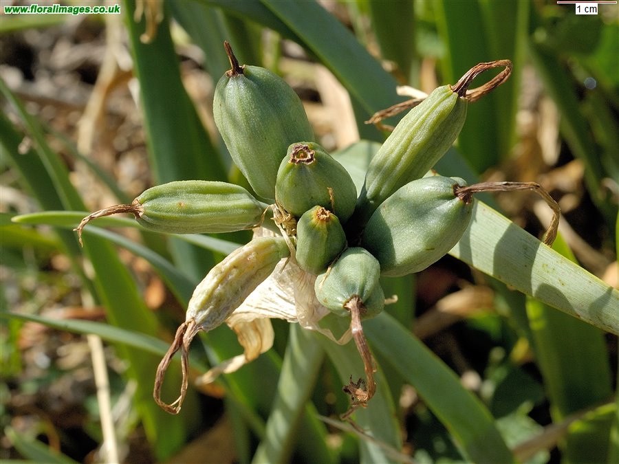 Pancratium maritimum