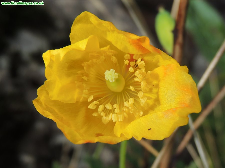 Papaver cambricum