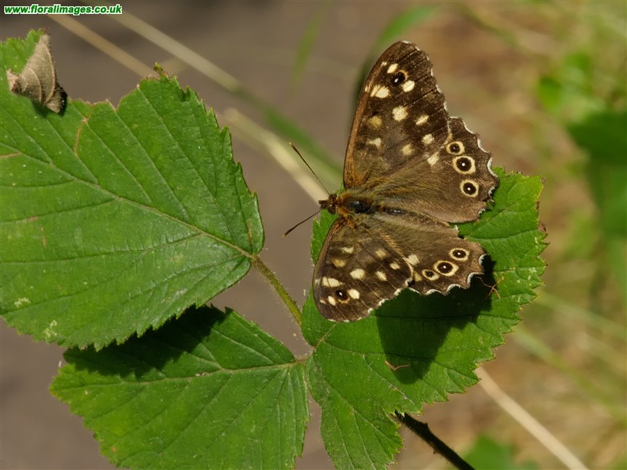 Pararge aegeria