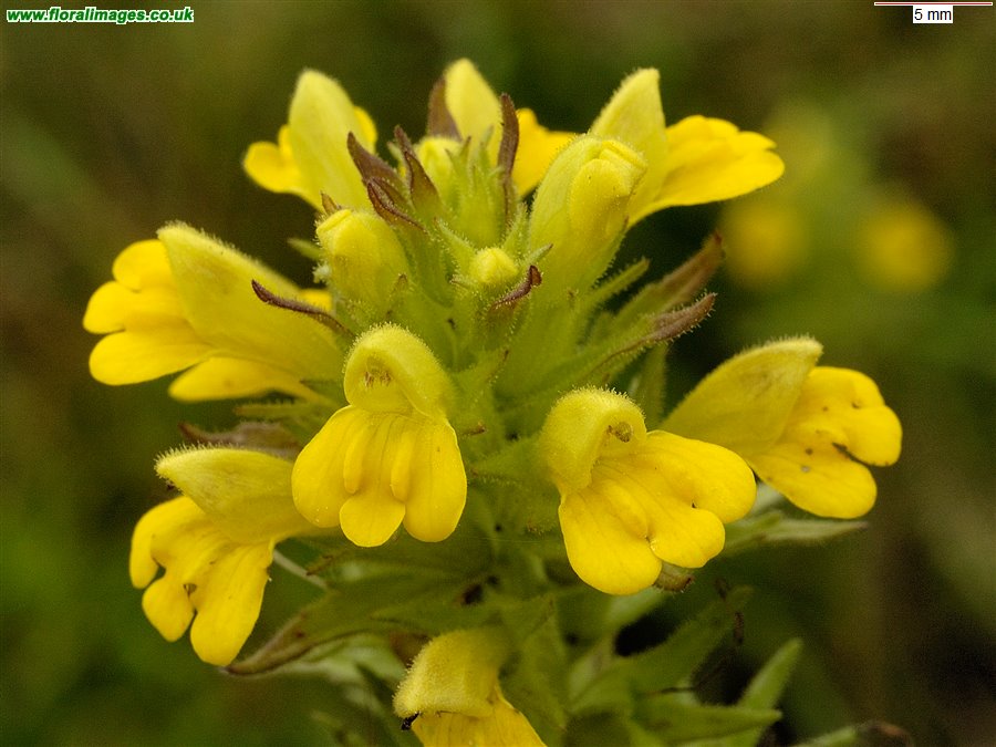 Parentucellia viscosa