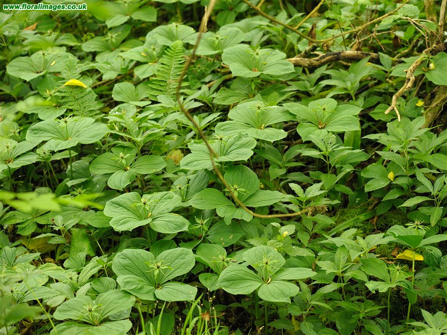 Paris quadrifolia