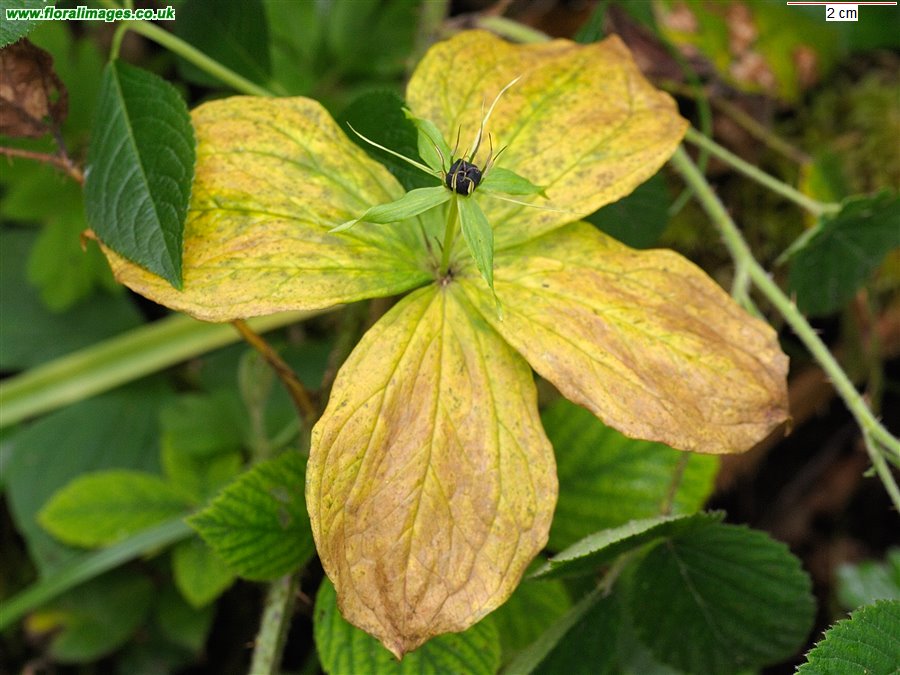 Paris quadrifolia
