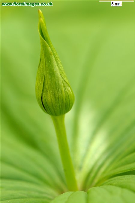 Paris quadrifolia
