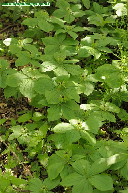 Paris quadrifolia