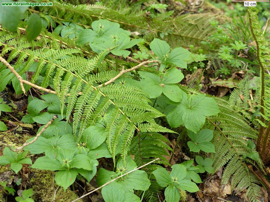 Paris quadrifolia