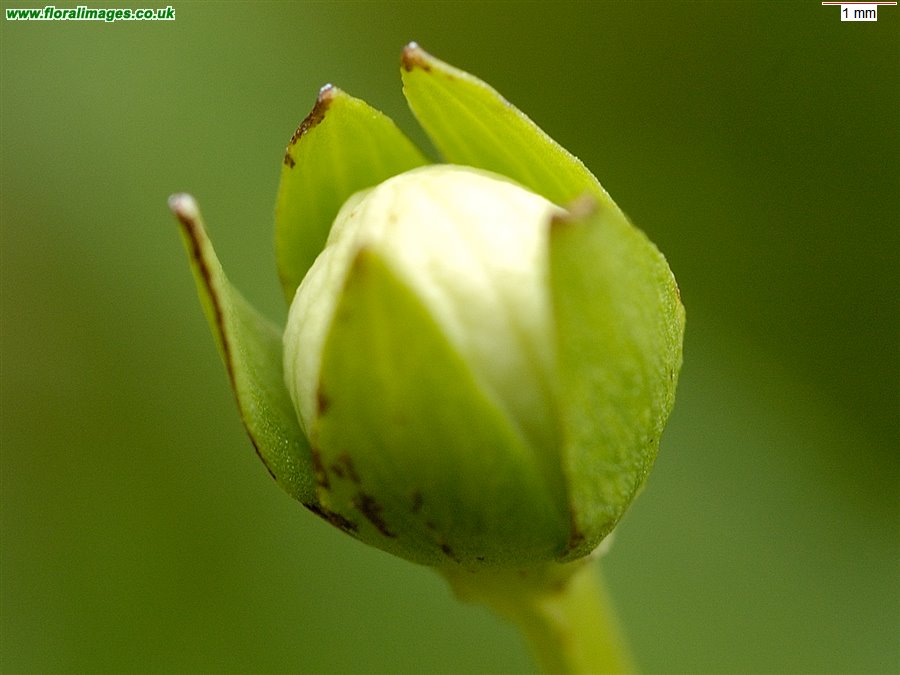 Parnassia palustris