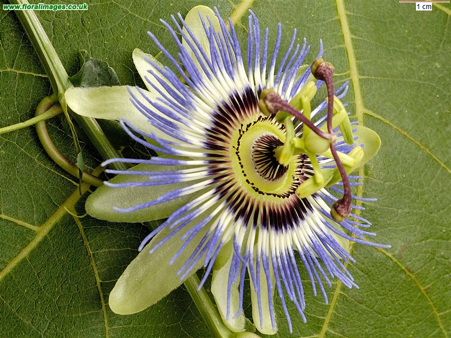 Passiflora caerulea