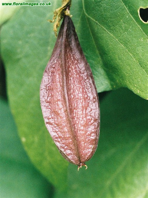 Passiflora capsularis