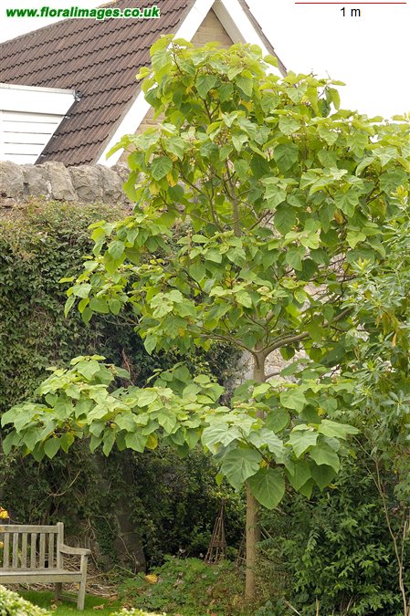 Paulownia tomentosa
