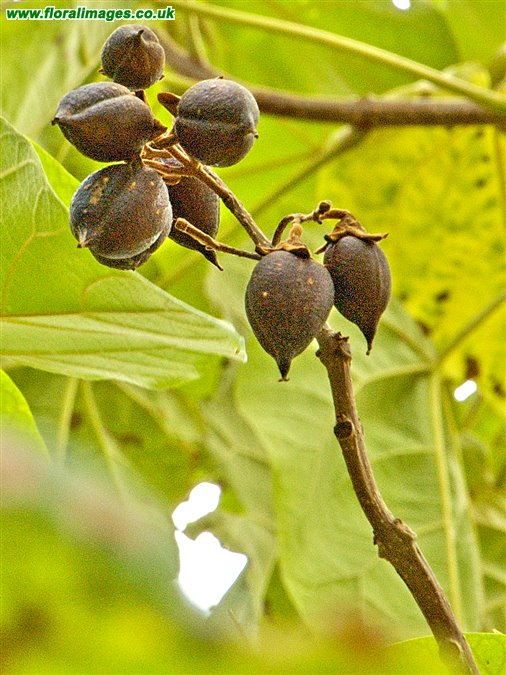 Paulownia tomentosa