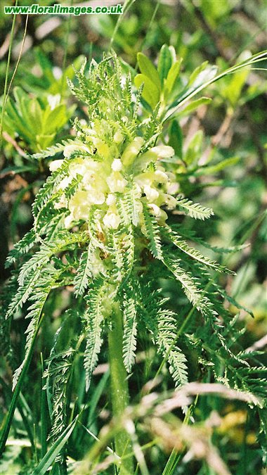 Pedicularis foliosa