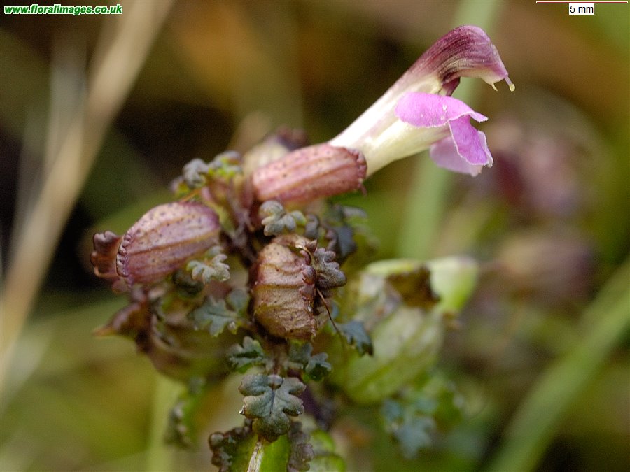 Pedicularis palustris