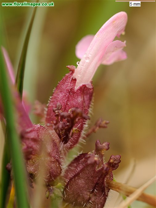 Pedicularis sylvatica