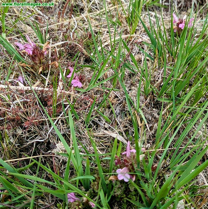 Pedicularis sylvatica
