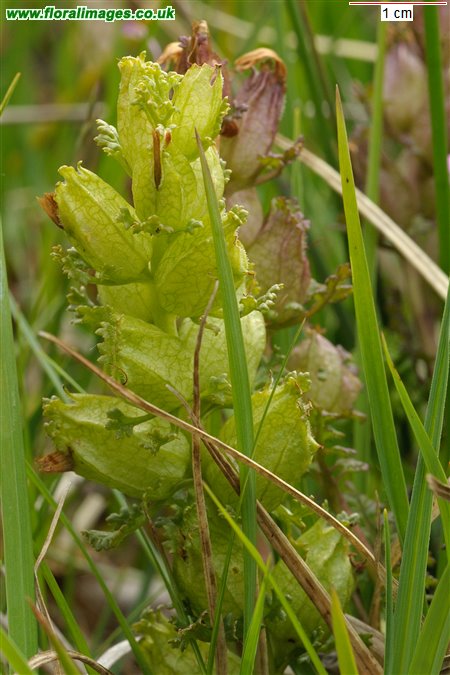 Pedicularis sylvatica