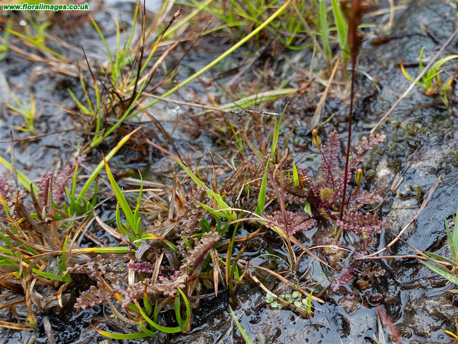 Pedicularis sylvatica