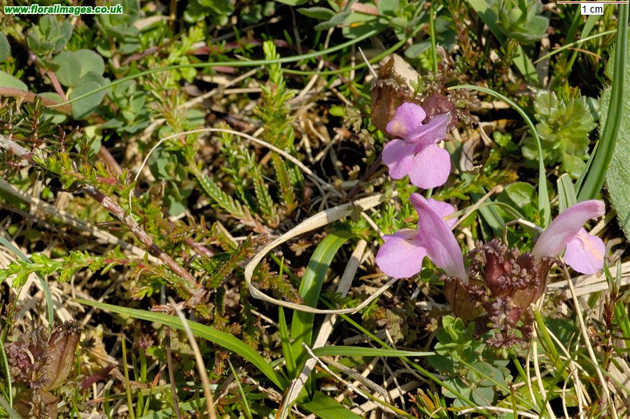 Pedicularis sylvatica