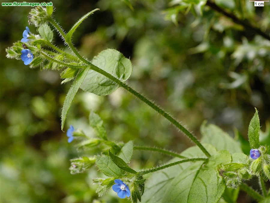 Pentaglottis sempervirens