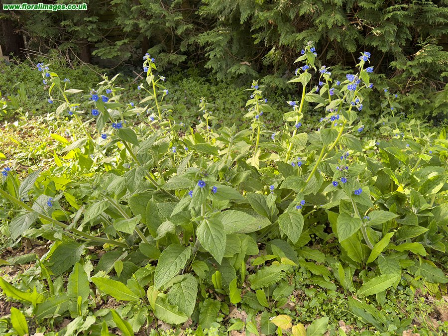 Pentaglottis sempervirens