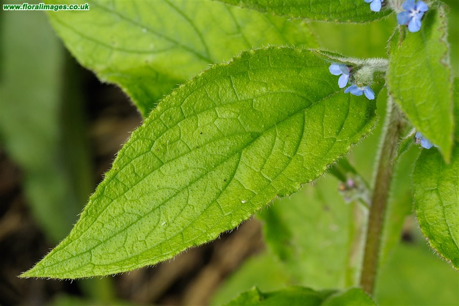 Pentaglottis sempervirens