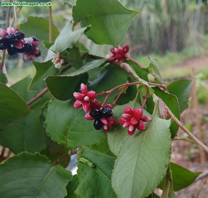 Persicaria chinensis