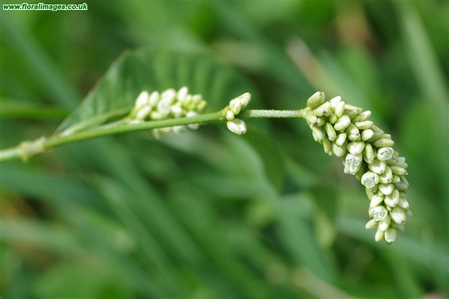 Persicaria lapathifolia
