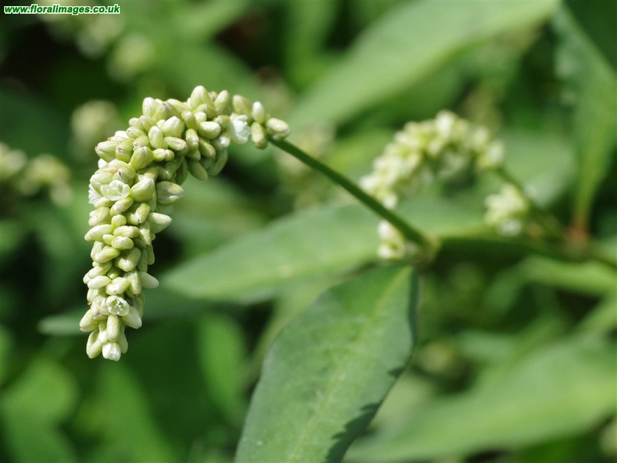 Persicaria lapathifolia