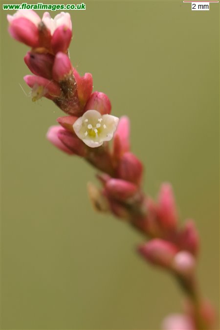 Persicaria minor