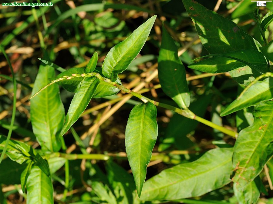 Persicaria mitis