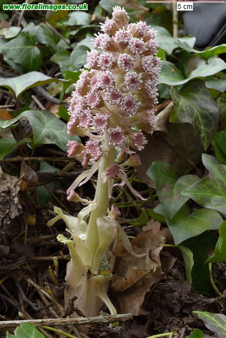 Petasites hybridus