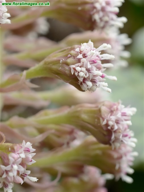 Petasites hybridus, picture 12 of 20
