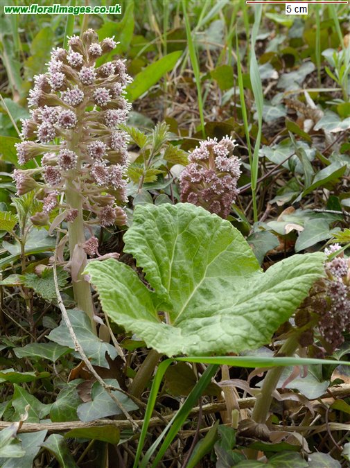 Petasites hybridus