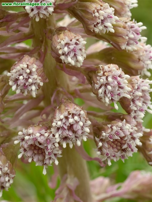 Petasites hybridus