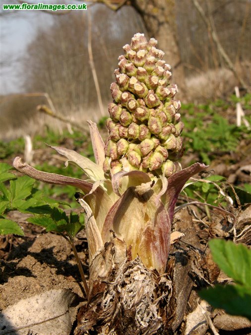 Petasites hybridus