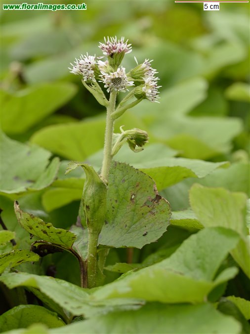 Petasites pyrenaicus