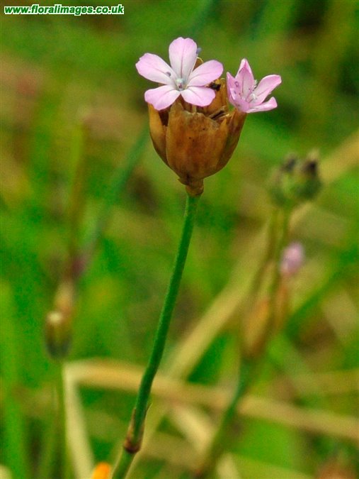 Petrorhagia prolifera
