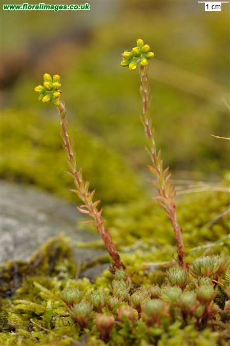 Petrosedum forsterianum