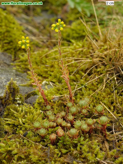 Petrosedum forsterianum