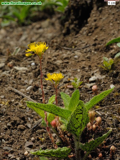 Petrosedum forsterianum