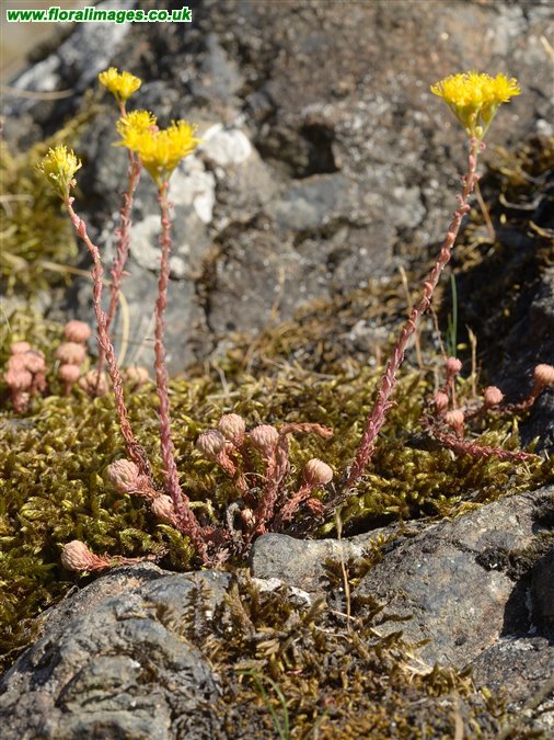 Petrosedum forsterianum