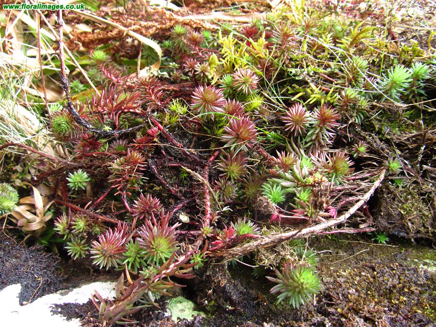 Petrosedum forsterianum